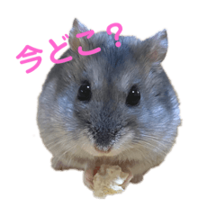 shiho_20230308202459