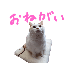 NOB_20230308202224