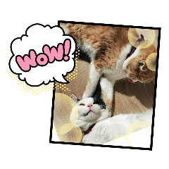 Moo_20230309105215
