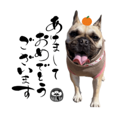 komugi_French bulldog