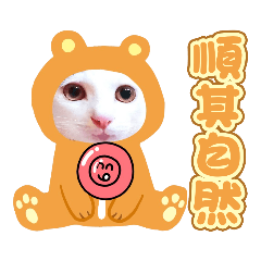 貓咪本尊