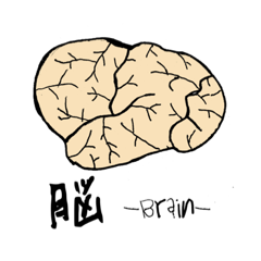 脳-brain-(大脳皮質)