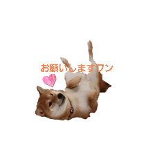 SHIBAINUSAKU