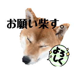 SAKURA_20230310105925