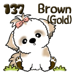 シーズー犬 137『brown-gold & white』