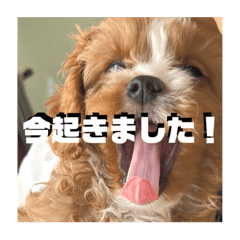 maichi_