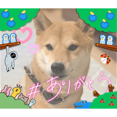 koto_20230310205100