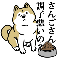 さんごリスペクト（プラチナ）