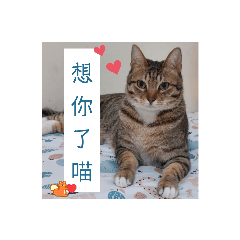 neko喵喵嗚