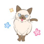 Siamese cat, Sharko