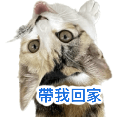 Taiwan tasty cattttt