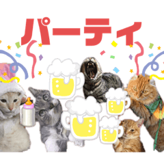 suzu_20230311134441