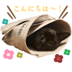suzu_20230311160537