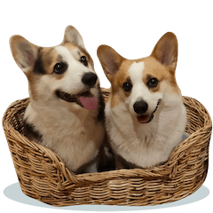 SUEA-HOYI/SUEA-HORM THE CORGI