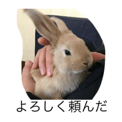 aoi_Rabbit