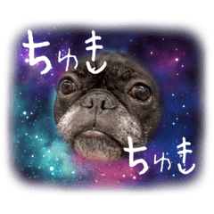 勝たんしかうーたん! - LINE スタンプ | LINE STORE