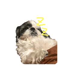 ruru_20230312015652