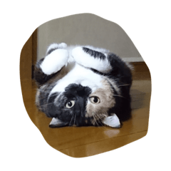 hinamomo_20230312020300