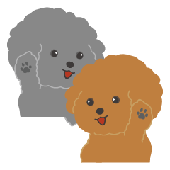 Daily life of cute poodles