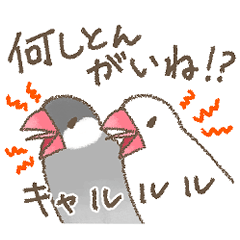 富山弁の文鳥2