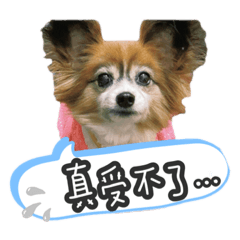 蝴蝶犬昏妮