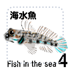 海水魚　4