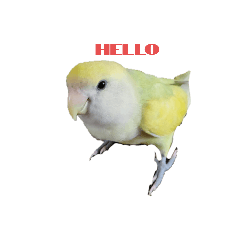 Tori Love Bird