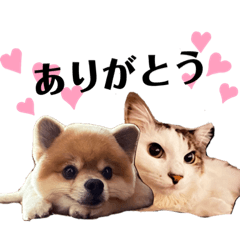Chiyo_20230312163829