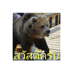 タイ語、熊、日常会話、挨拶、写真、動物