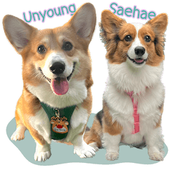 Unyong-Saehae Thecorgi