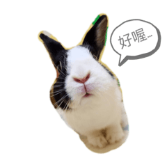 陳阿兔