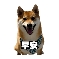 ～柴犬妮娜の日常～