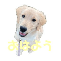 goldenretriever'lala