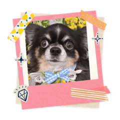 shiho_20230313205200