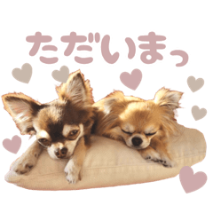 Chihuahua_Nina&Chia2