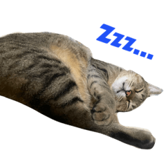 Alice_20230313184719