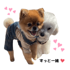 sakura_20230314120356