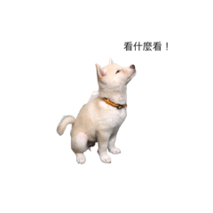 白柴豆豆的私生活(販售版