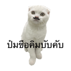 meaw_20230314143847