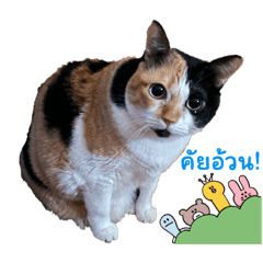 Mymeows