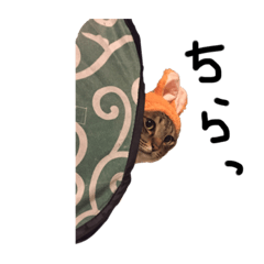 sakura_20230315014828