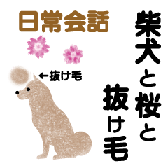 Shiba Inu, cherry blossoms and hair loss