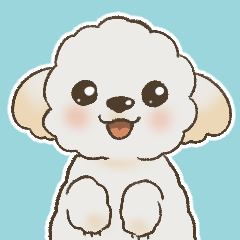 Cream colored toy poodle BIG stickers