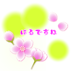 Flower news (cherry blossoms)