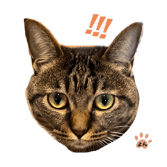 Alice_20230314214733