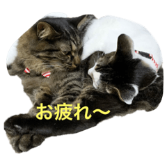 manmaru_20230315112123