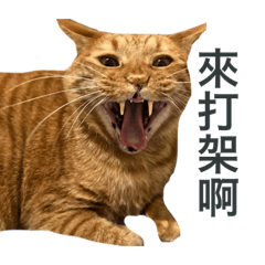 little silly cat LINE stickers & emoji