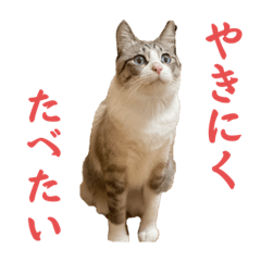 Loulou Moni Edition 1