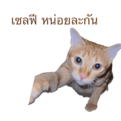 Ppsticker collection_20230315150727