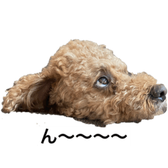 SAKURA_20230315210025